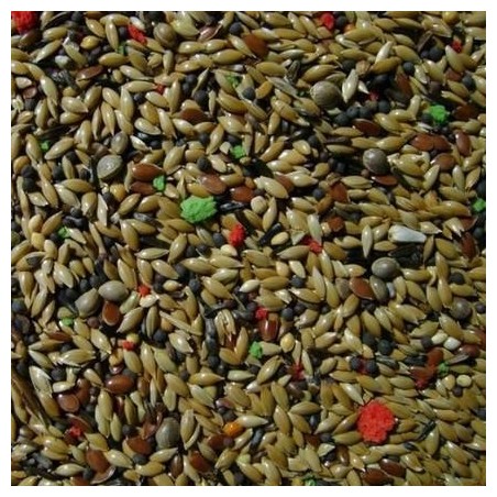 Daisy Kanarya Mix