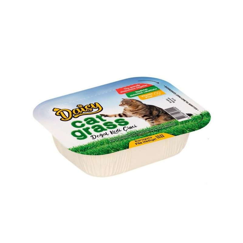 Daisy Natural Kedi Çimi File Hediyeli !