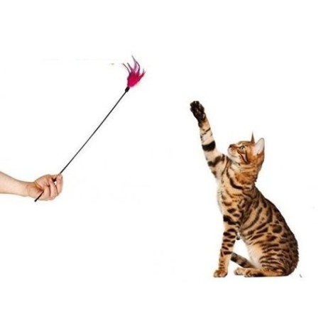 Dg-055 Kedi Oltası