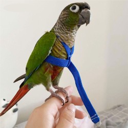 Pet Pretty Papağan Tasması 2,5mt
