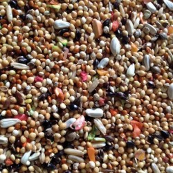 Daisy Karışık Muhabbet Kuşu Yemi 1 KG
