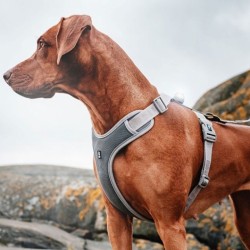 Nunbell Köpek Gögüs Tasmasi M