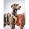 Nunbell Köpek Gögüs Tasmasi L