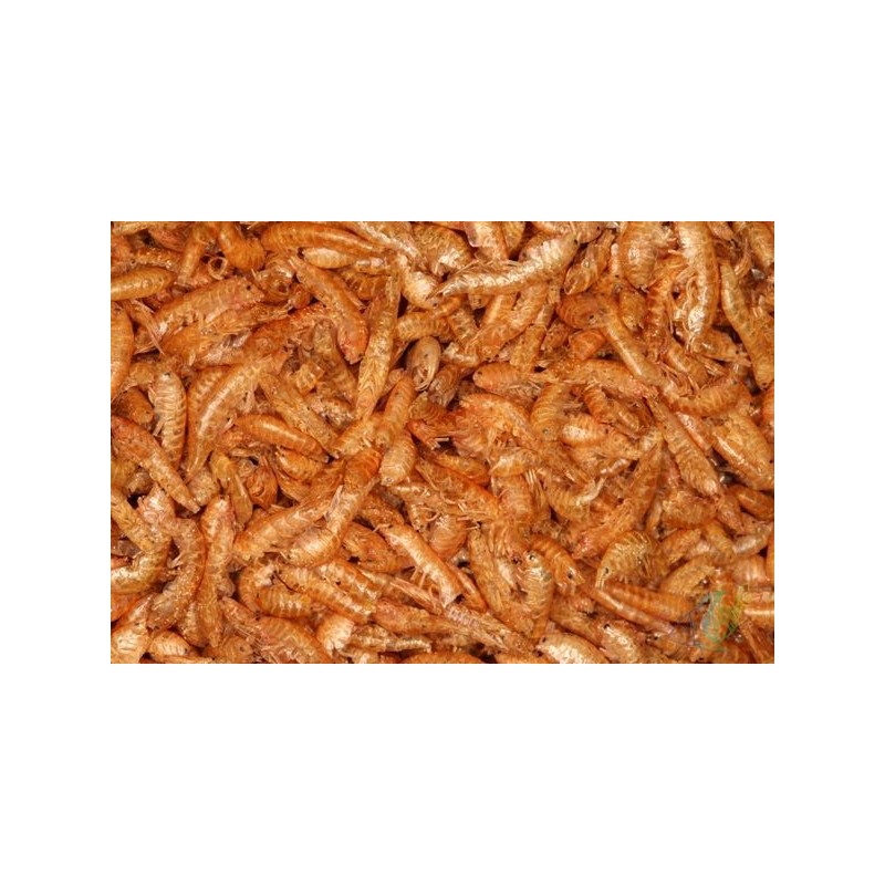 Rotifish Gammarus 1Kg