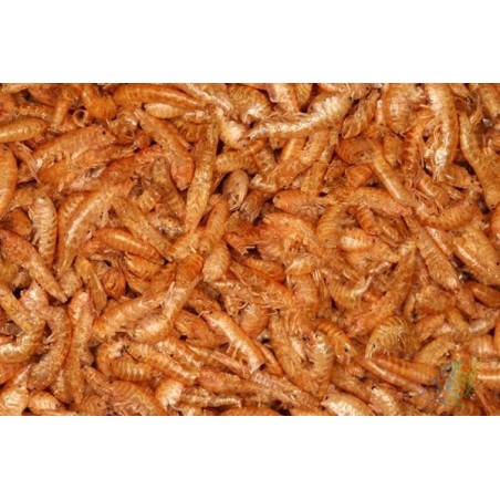 Rotifish Gammarus 1Kg