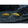 Reeflowers Akvaryum Kumu Siyah 1 kg